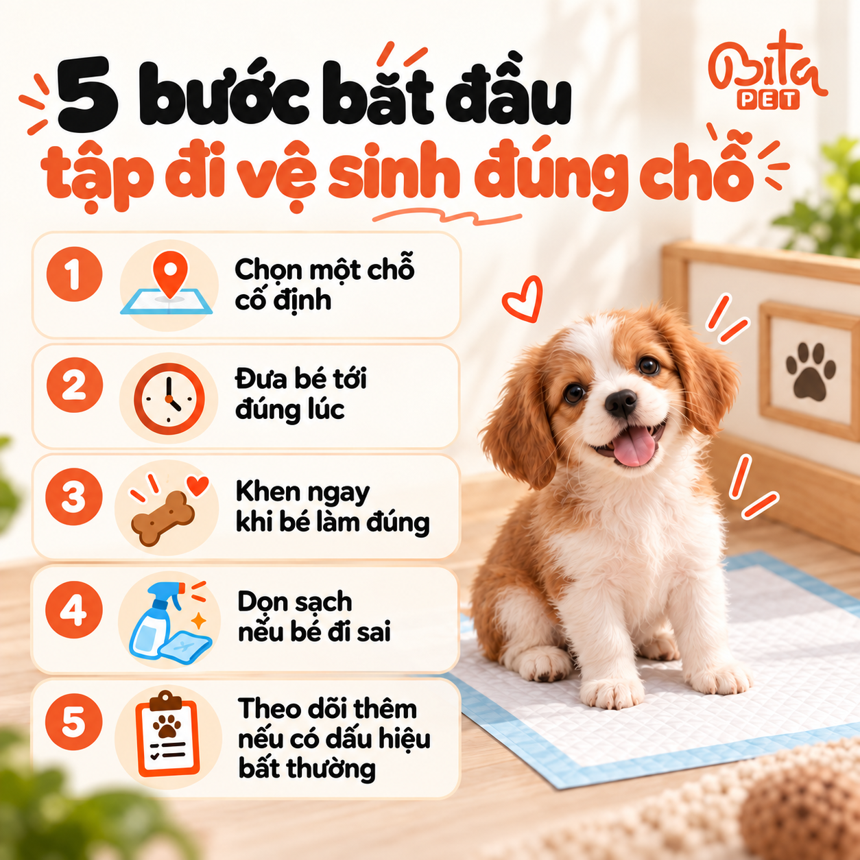 Infographic năm bước bắt đầu tập chó đi vệ sinh đúng chỗ, có hình chú cún bên cạnh danh sách các bước