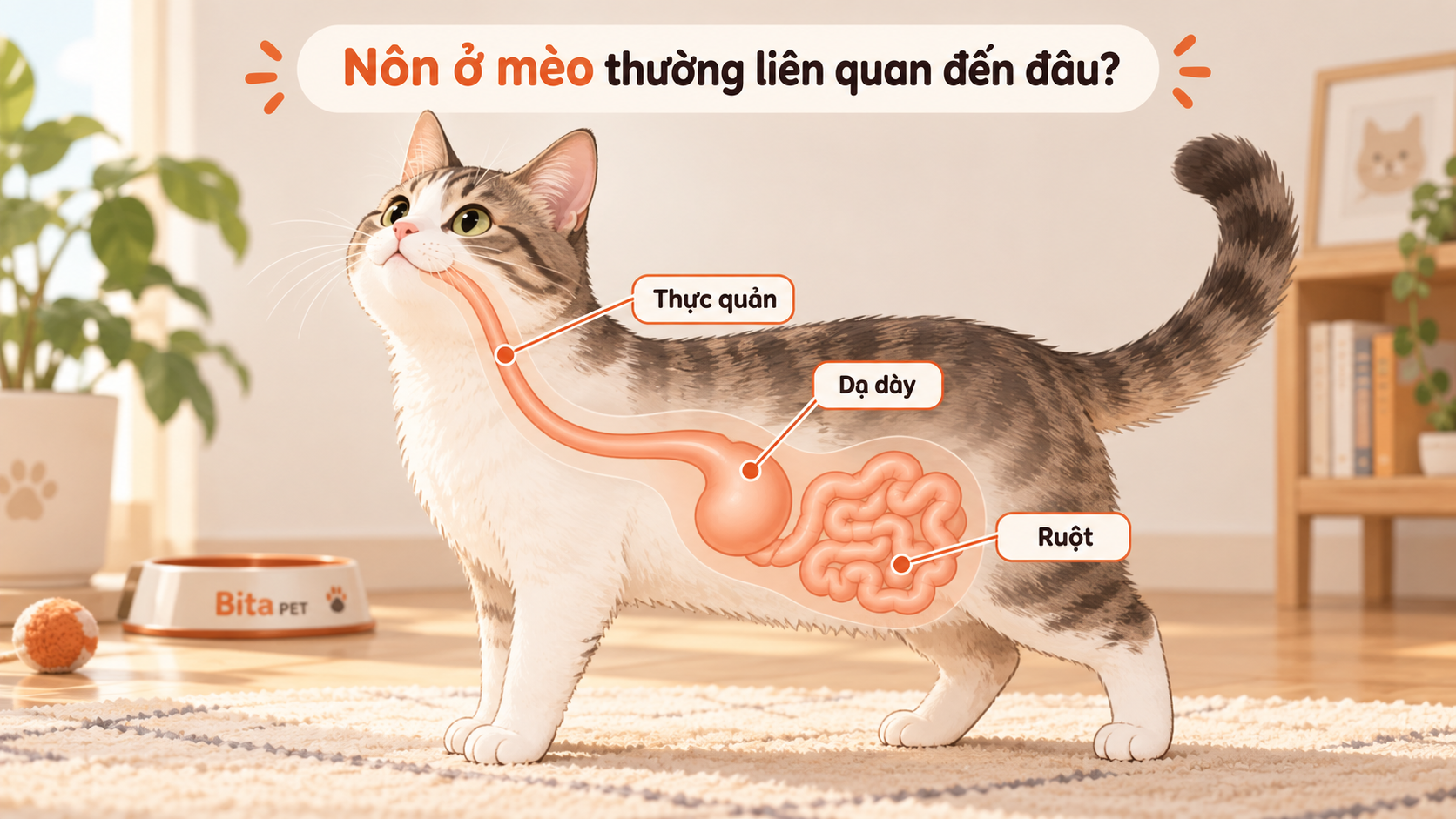 Minh họa hệ tiêu hóa của mèo gồm thực quản, dạ dày và ruột trong bài viết về mèo nôn