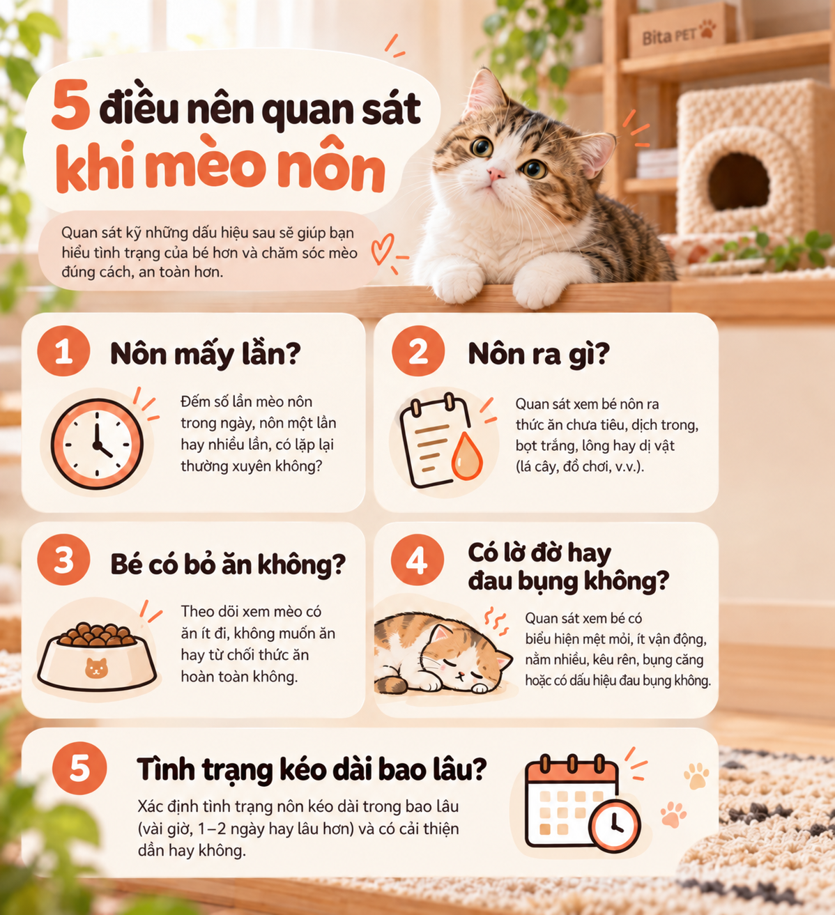 Infographic 5 điều nên quan sát khi mèo nôn như số lần nôn, tình trạng ăn uống và dấu hiệu đi kèm